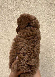 Дівчинка Ред Браун Той Пудель Стандарт