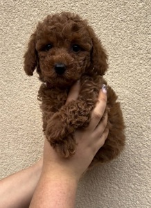 Дівчинка Ред Браун Той Пудель Стандарт