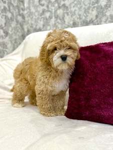 Порода Кокапу (Той Пудель + Спаніель)