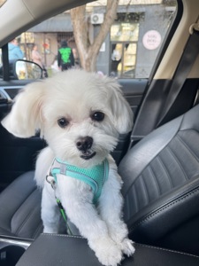 Вʼязка хлопець з родоводом