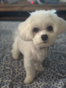 Вʼязка хлопець з родоводом