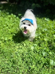 Вʼязка хлопець з родоводом