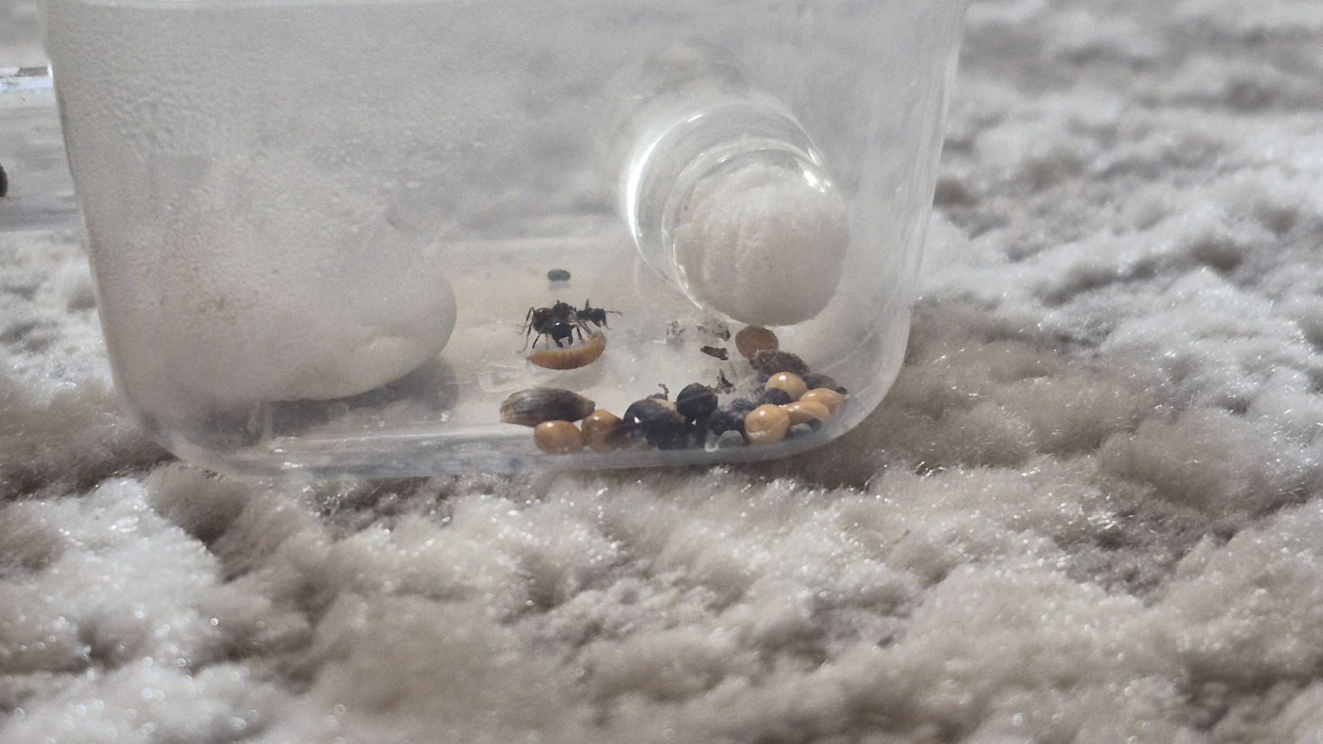 Модульный формикарий. С/без муравьев вида messor struktor