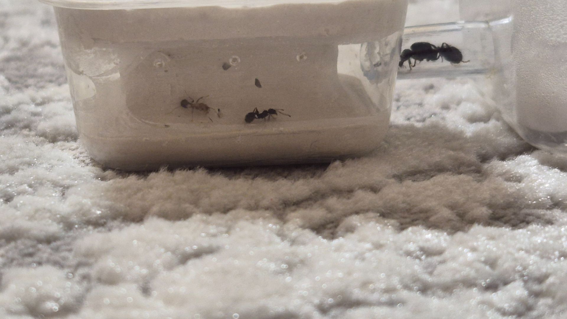 Модульный формикарий. С/без муравьев вида messor struktor