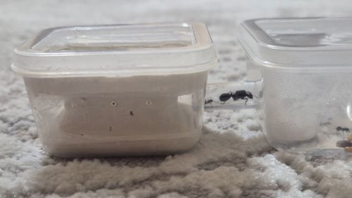 Модульный формикарий. С/без муравьев вида messor struktor