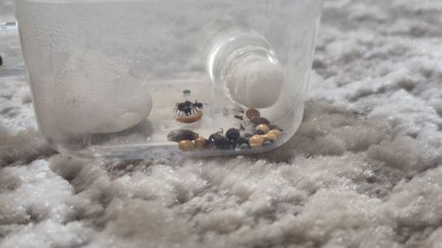 Модульный формикарий. С/без муравьев вида messor struktor