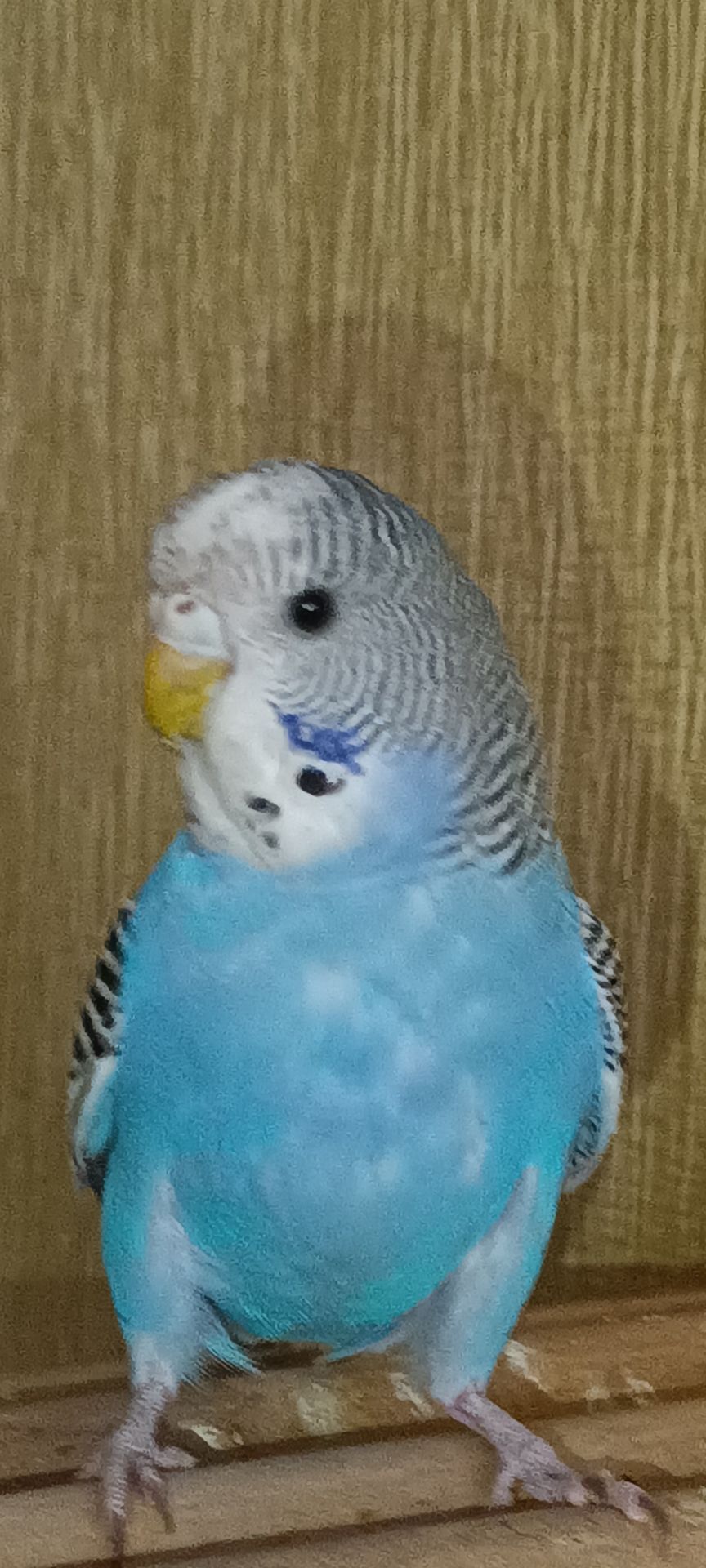 Хвилястий папуга