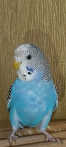 Хвилястий папуга