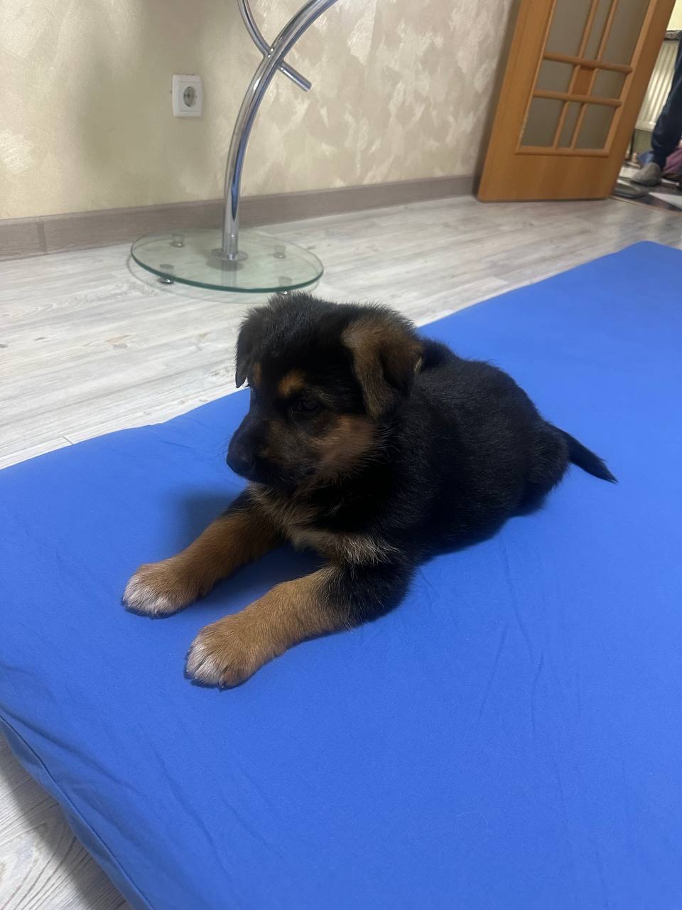 Цуценя німецької вівчарки, метис