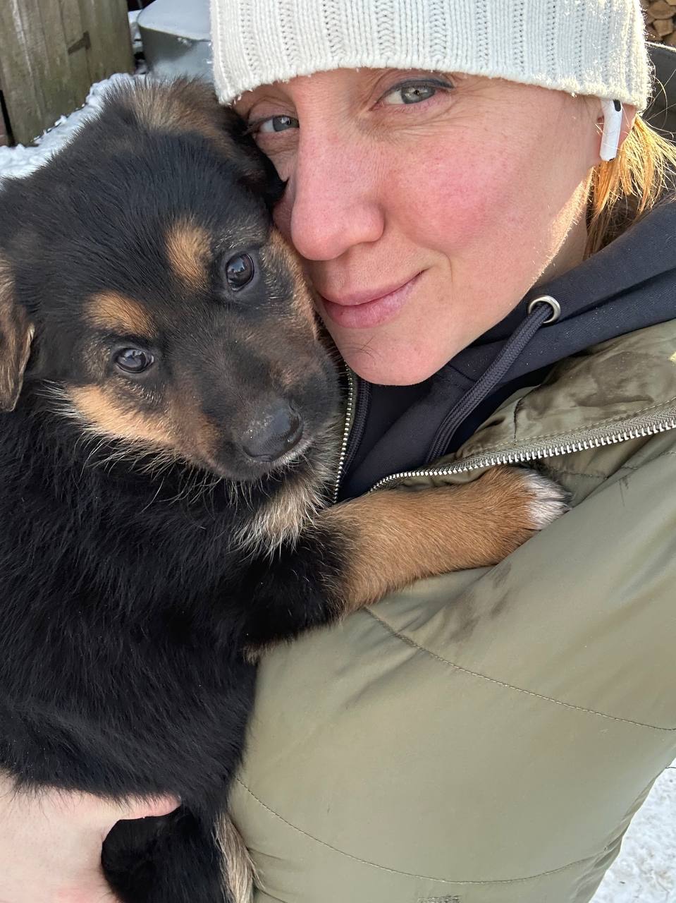 Цуценя німецької вівчарки, метис