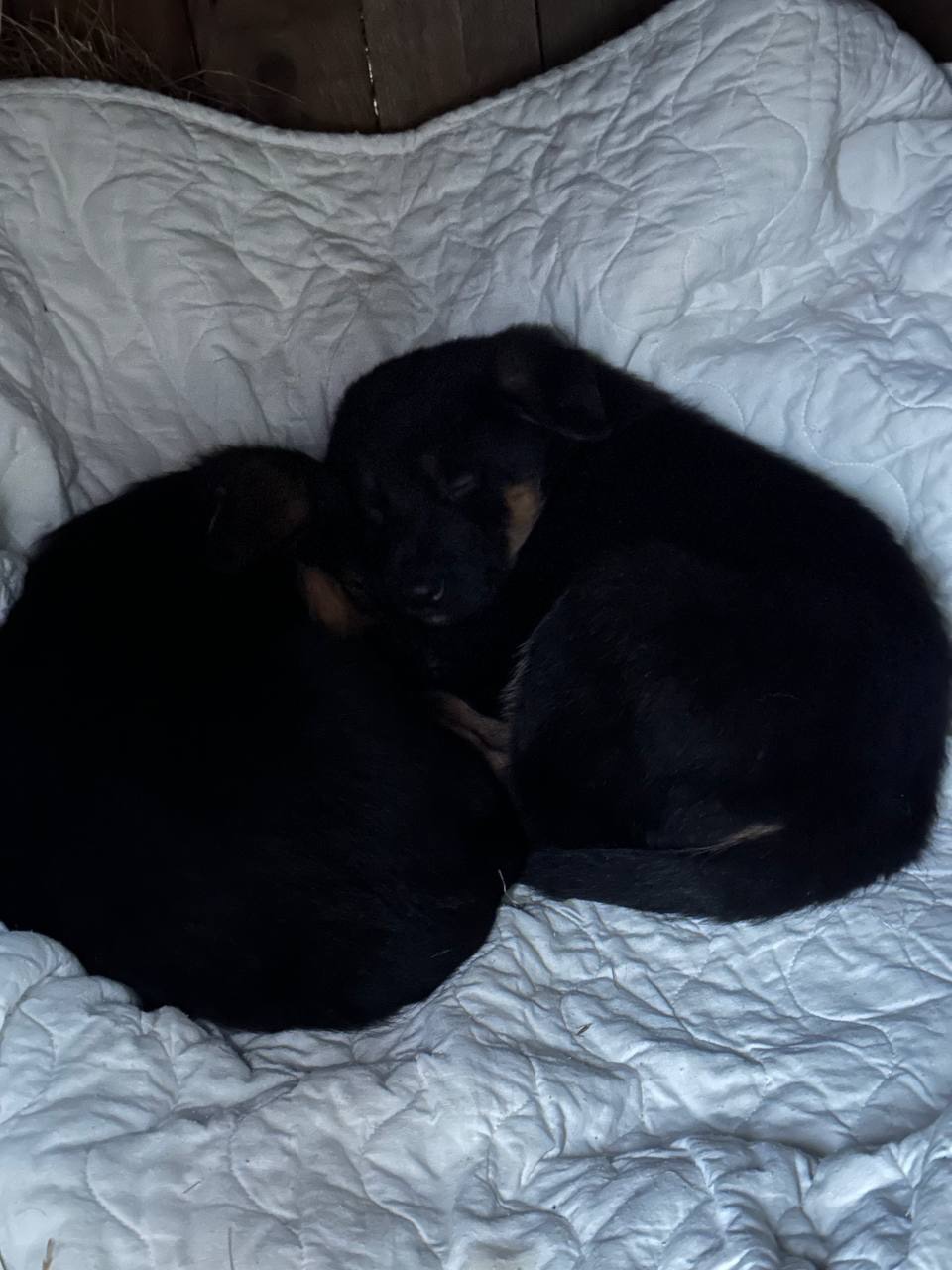 Цуценя німецької вівчарки, метис