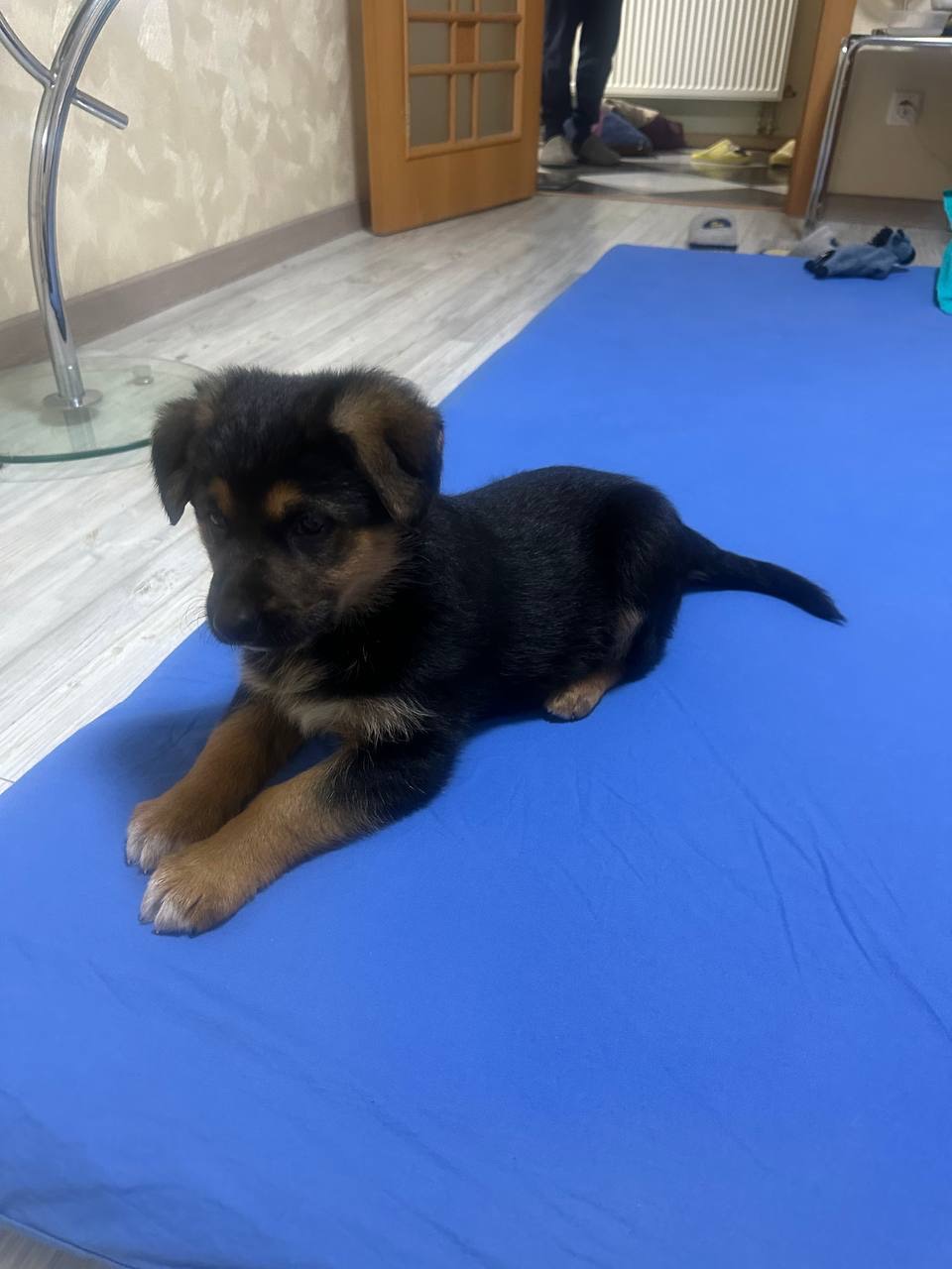 Цуценя німецької вівчарки, метис