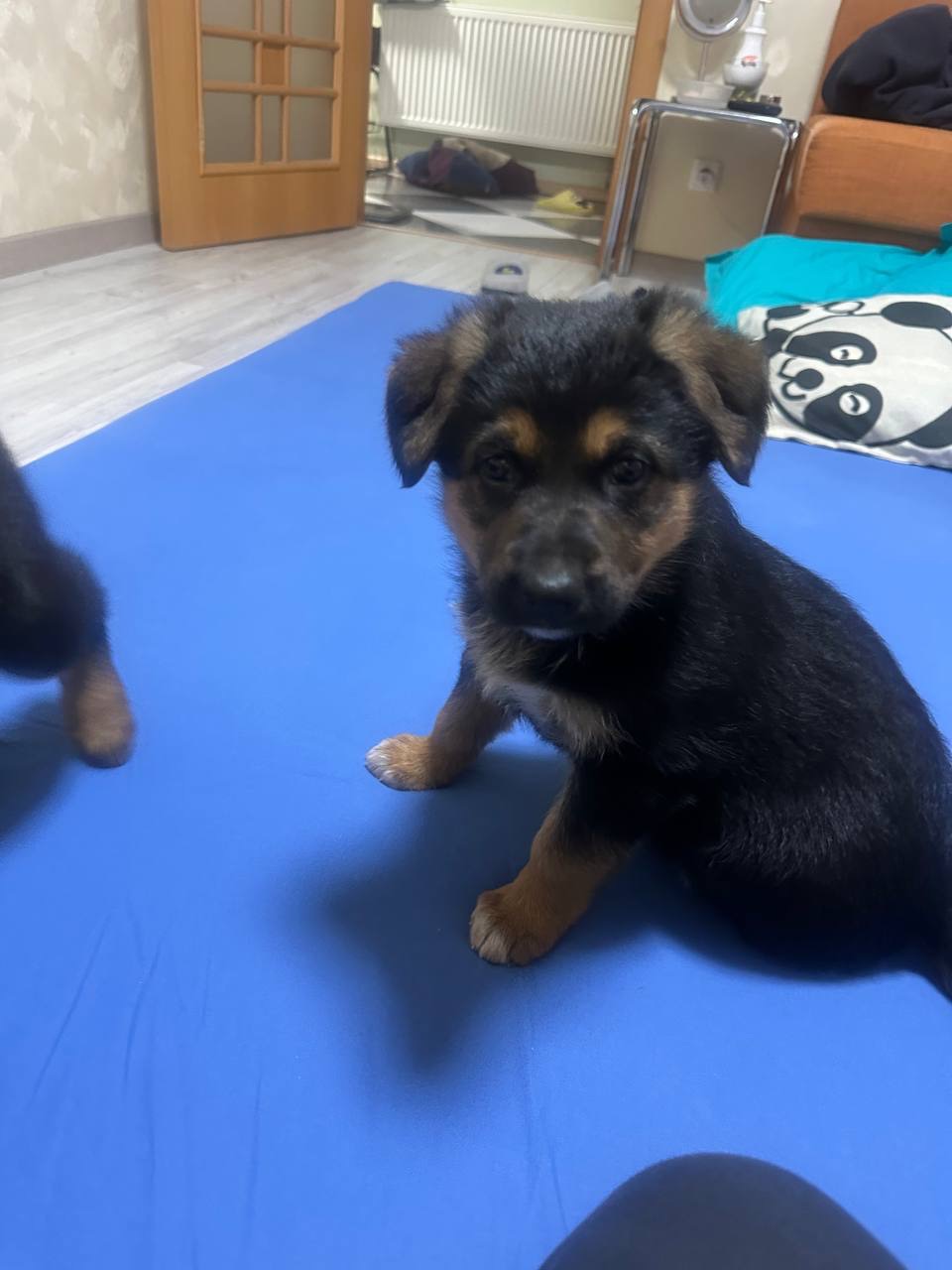 Цуценя німецької вівчарки, метис