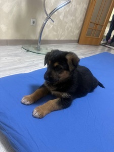 Цуценя німецької вівчарки, метис