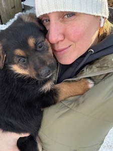 Цуценя німецької вівчарки, метис