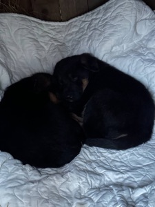 Цуценя німецької вівчарки, метис