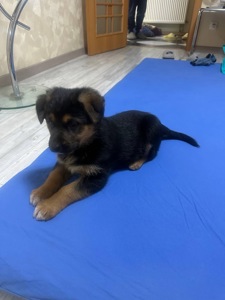 Цуценя німецької вівчарки, метис