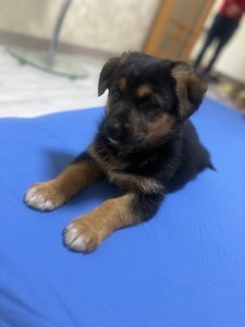 Цуценя німецької вівчарки, метис