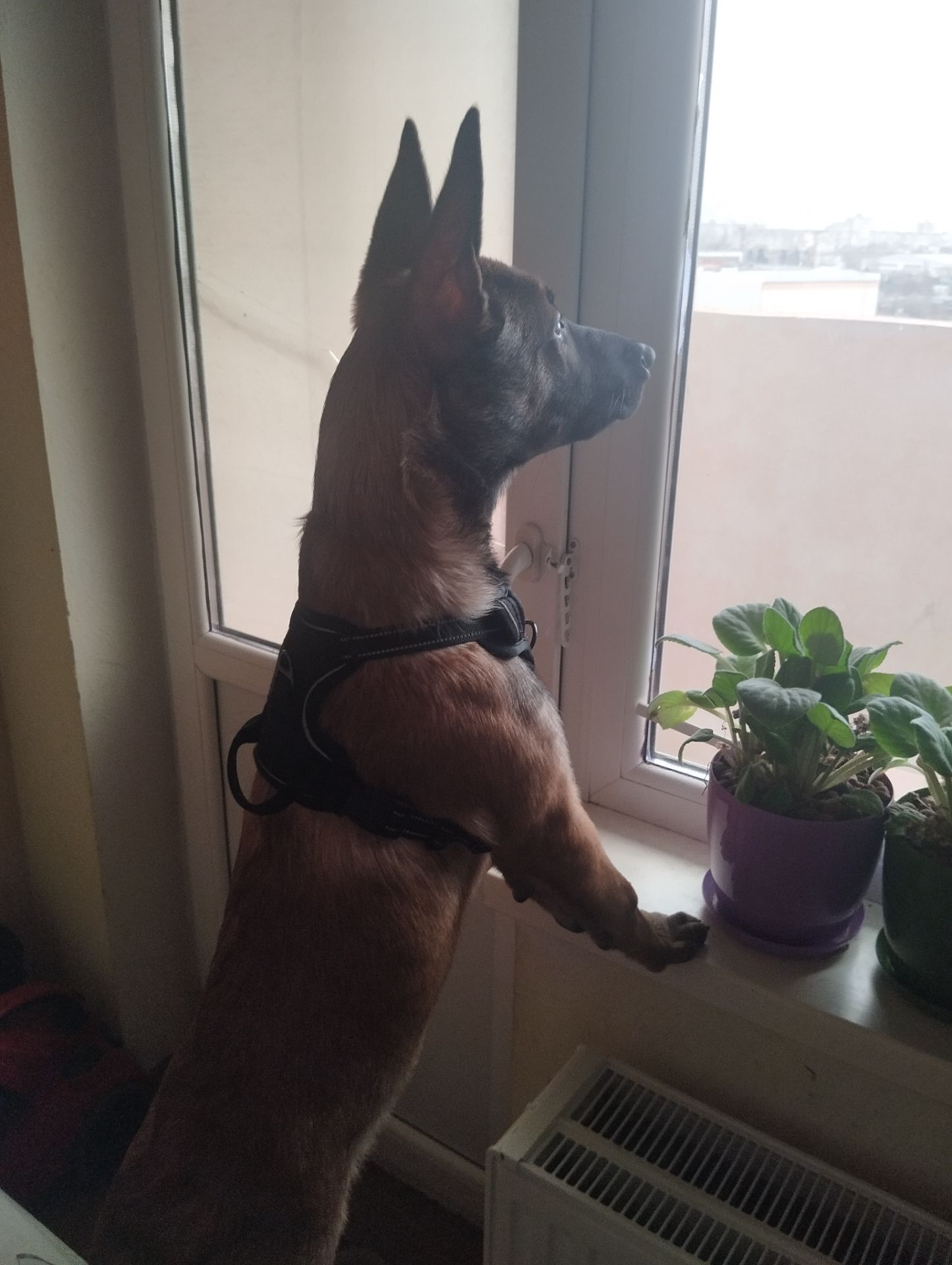 Щенок бельгийской овчарки