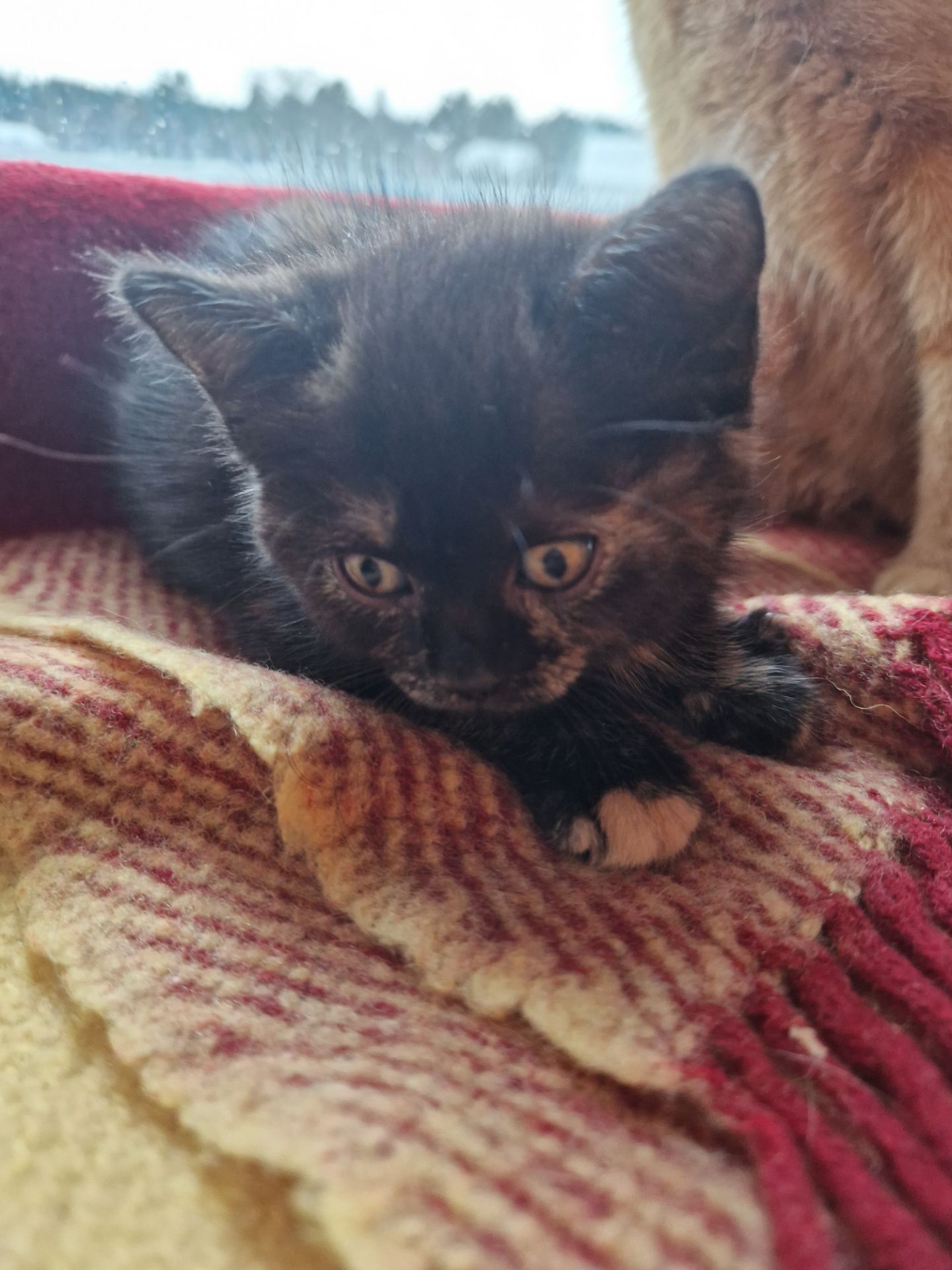 Плюшева КотоПринцеса кольору шоколаду та кави з молоком