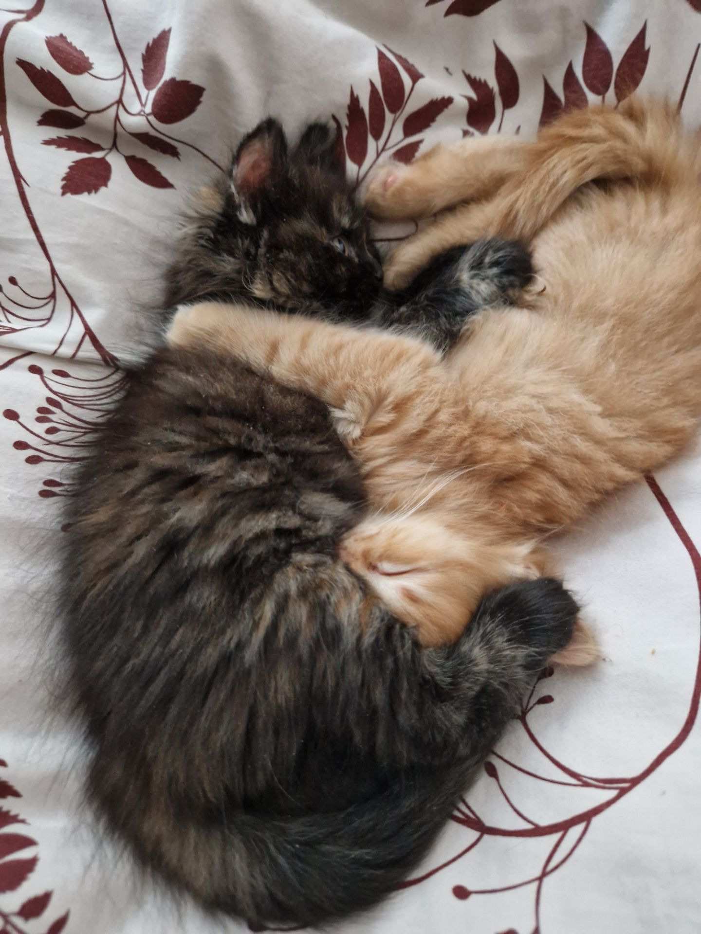 Пухнаста Шоколадно-руда кото-дівчинка півтора місяці