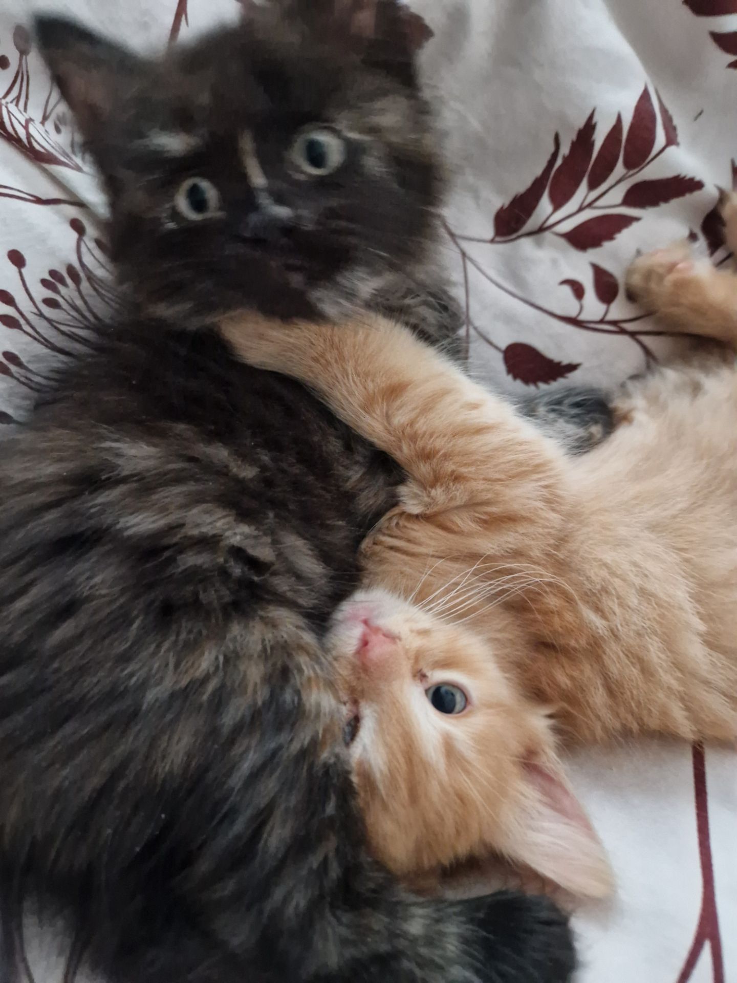 Пухнаста Шоколадно-руда кото-дівчинка півтора місяці