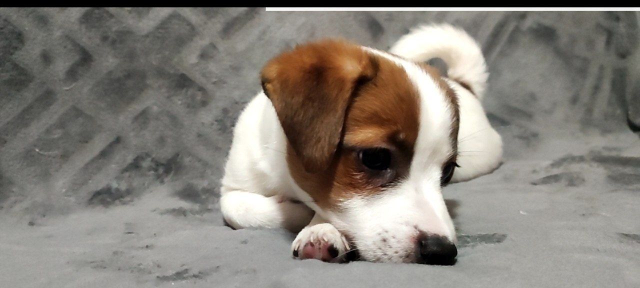 Чистокровні друзі з родословною, документи ККУ WKU, Джек Рассел тер'єр 3 міс