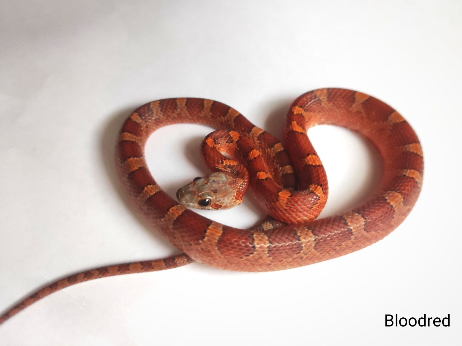 Маїсовий полоз/ маисовый полоз