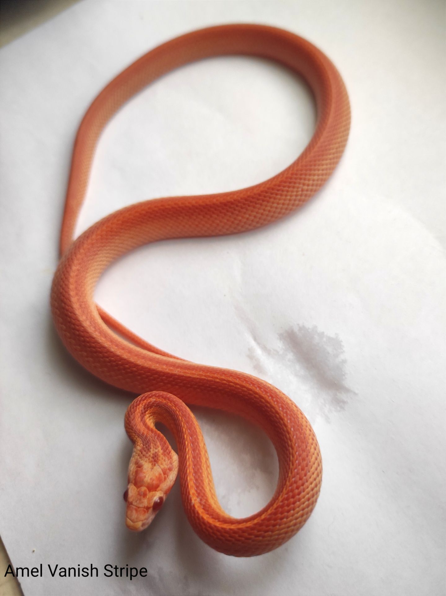 Маїсовий полоз/ маисовый полоз