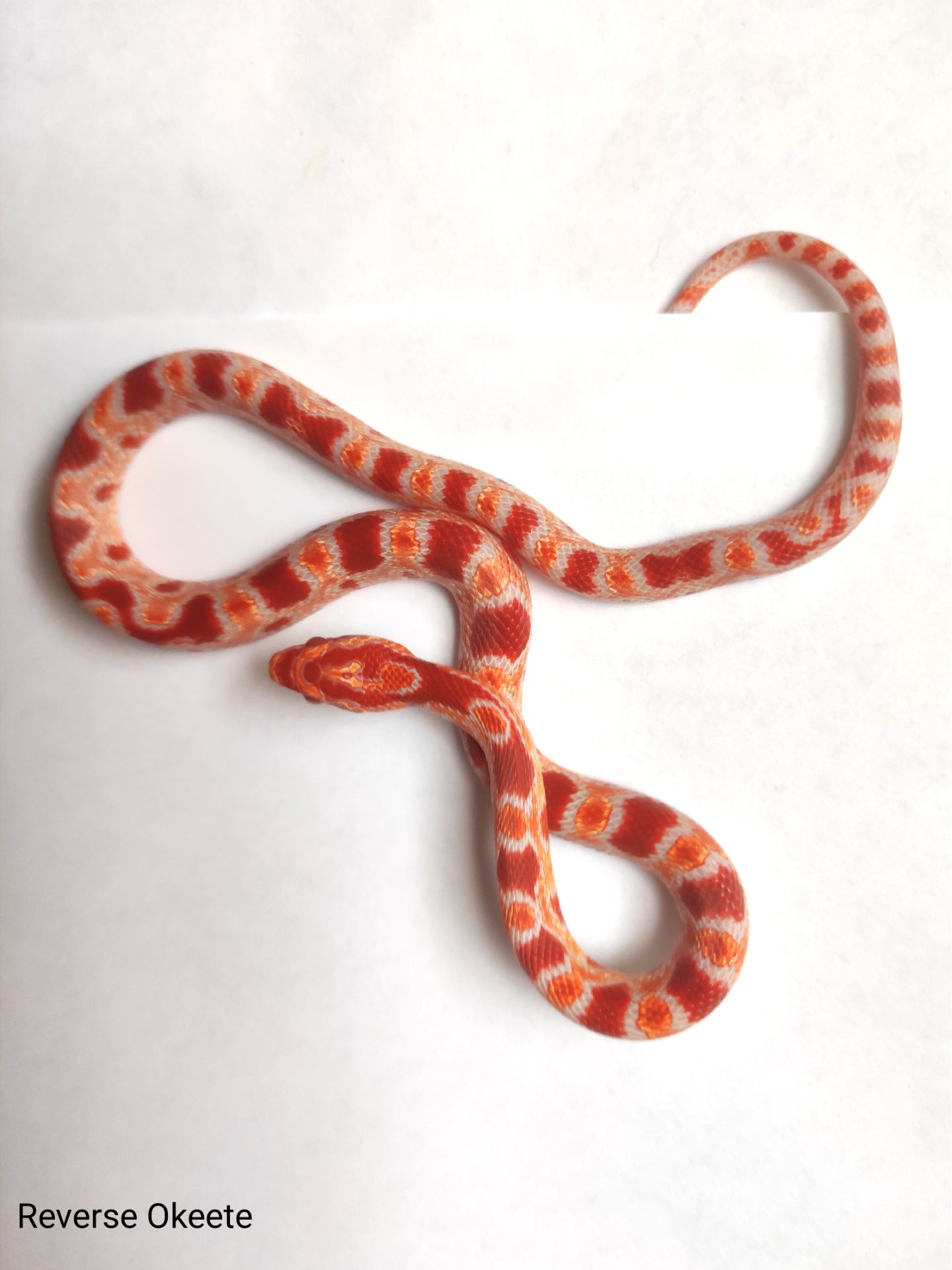 Маїсовий полоз/ маисовый полоз