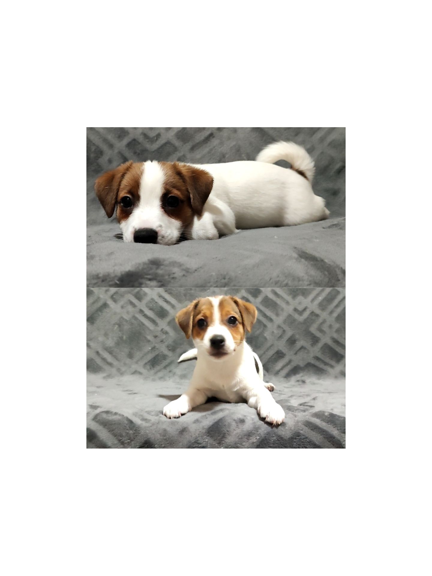 Клубні Джек Рассел тер'єр 3міс, Документи КСУ FCI родословна