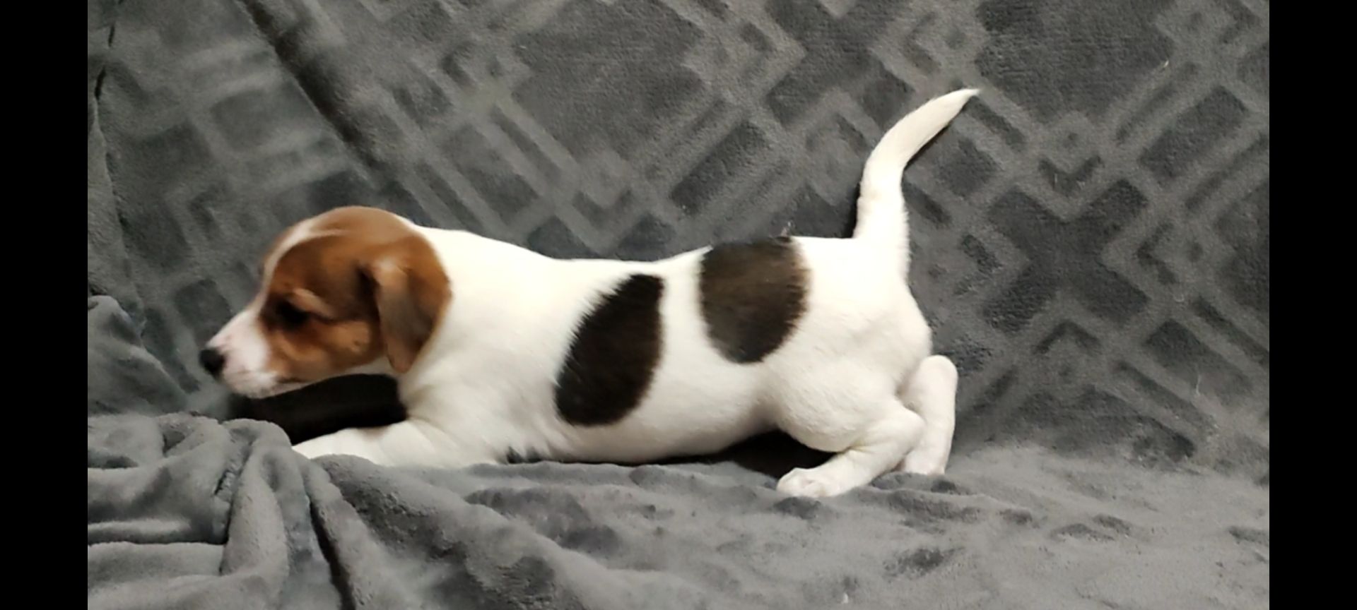 Чистокровні друзі з родословною, документи ККУ WKU, Джек Рассел тер'єр 3 міс