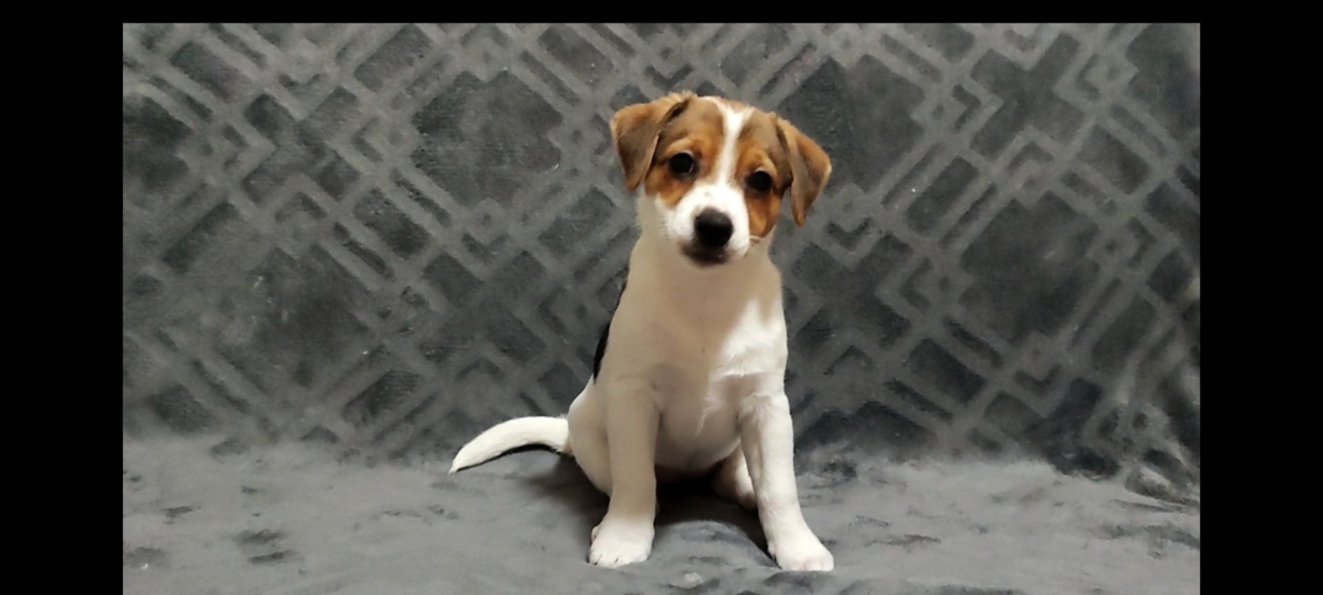 Чистокровні друзі з родословною, документи ККУ WKU, Джек Рассел тер'єр 3 міс