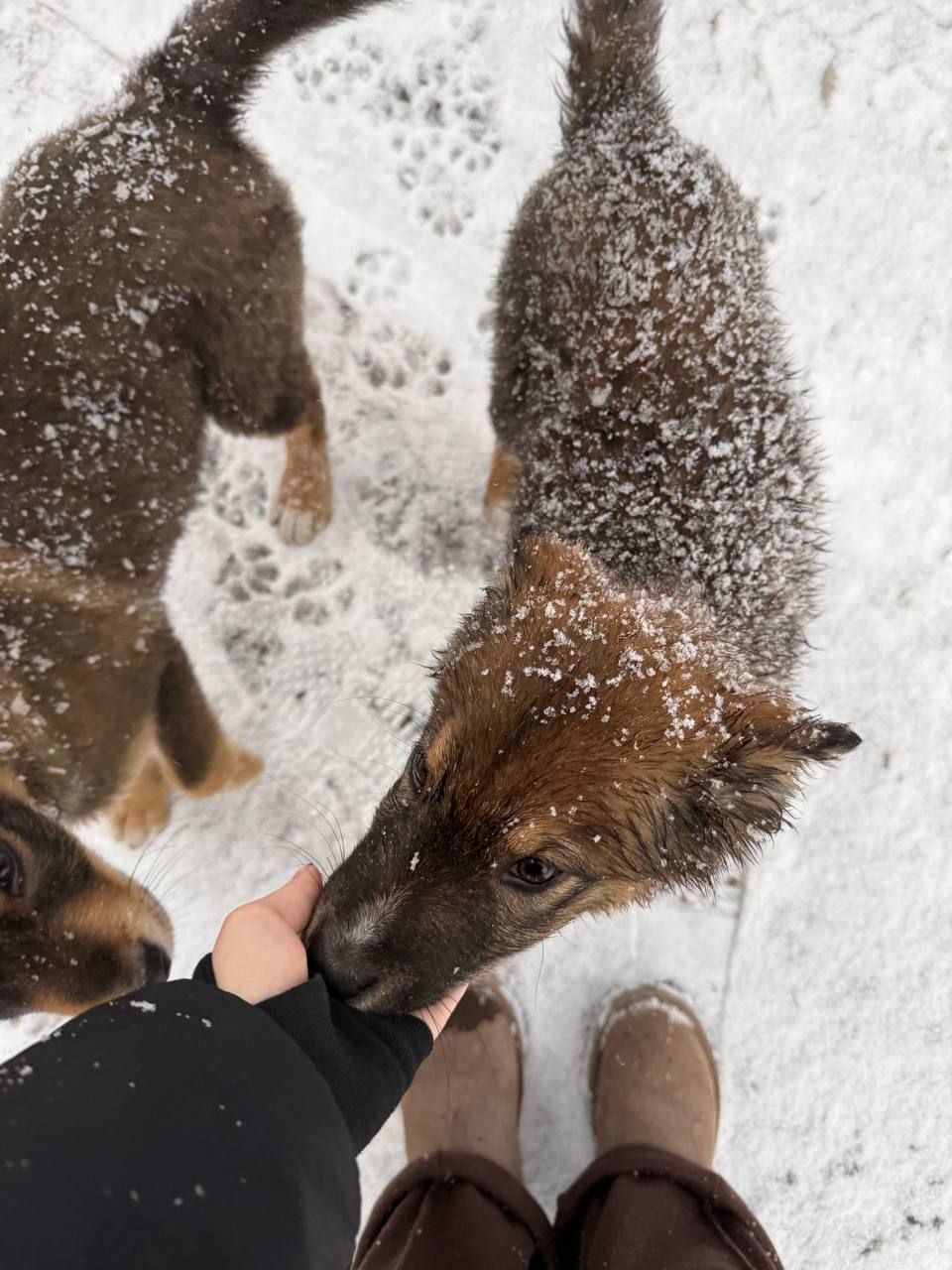 Віддам цуценяток у добрі руки