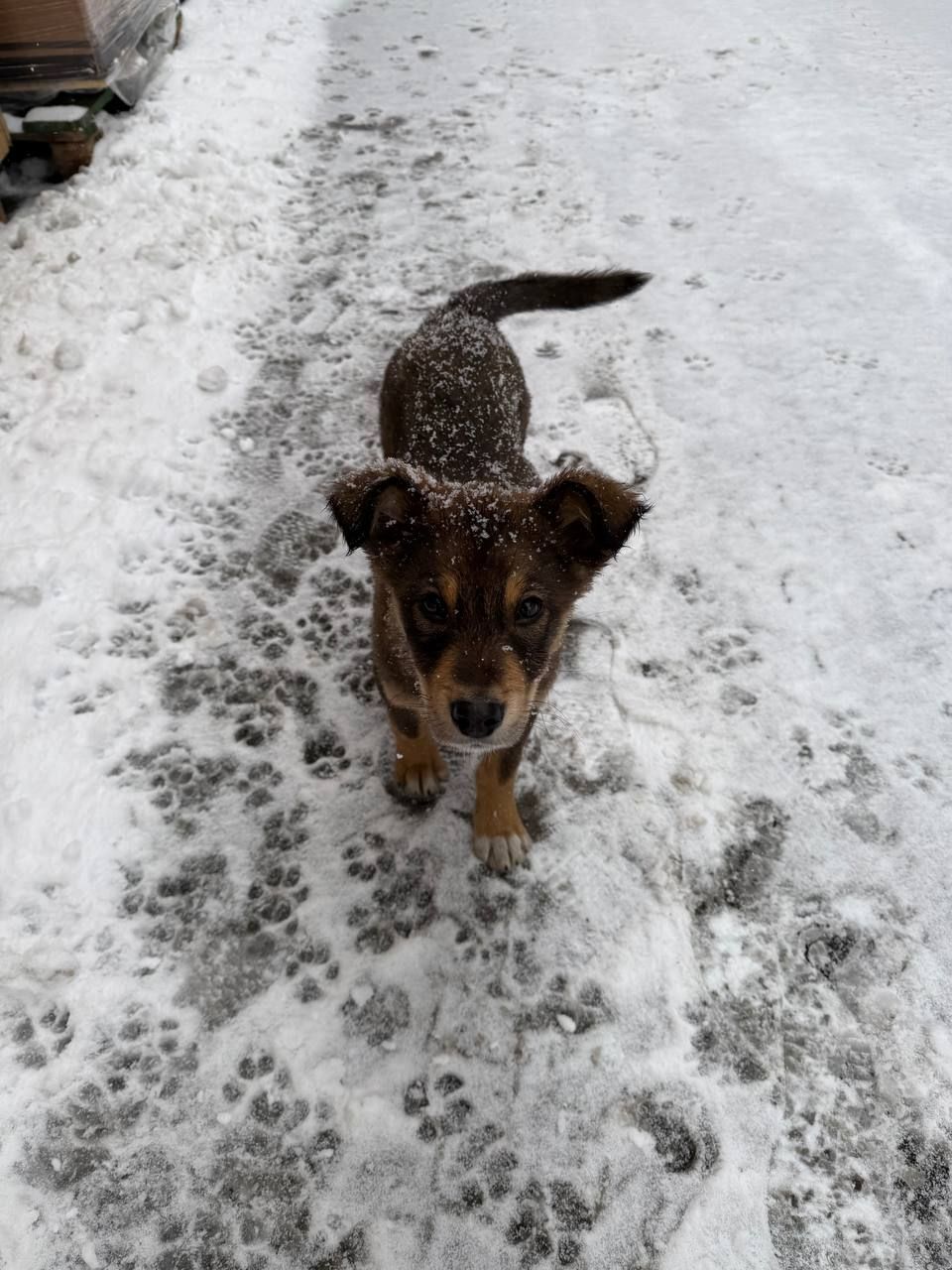 Віддам цуценяток у добрі руки