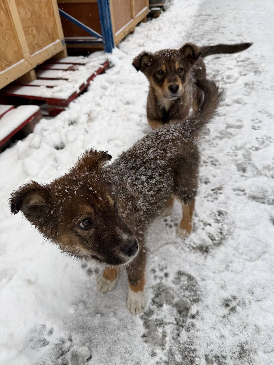 Віддам цуценяток у добрі руки