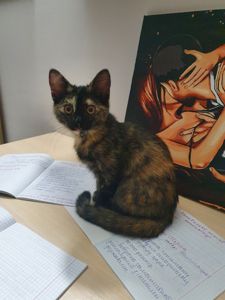 Плюшева КотоПринцеса кольору шоколаду та кави з молоком