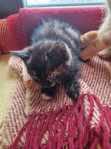 Плюшева КотоПринцеса кольору шоколаду та кави з молоком