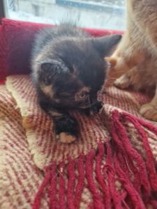 Плюшева КотоПринцеса кольору шоколаду та кави з молоком