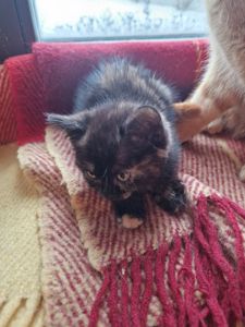 Плюшева КотоПринцеса кольору шоколаду та кави з молоком