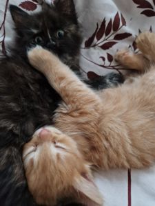 Пухнаста Шоколадно-руда кото-дівчинка півтора місяці