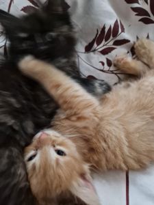 Пухнаста Шоколадно-руда кото-дівчинка півтора місяці