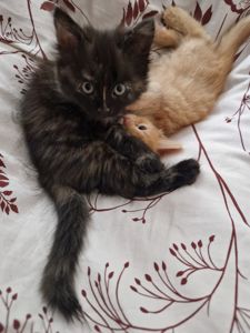 Пухнаста Шоколадно-руда кото-дівчинка півтора місяці