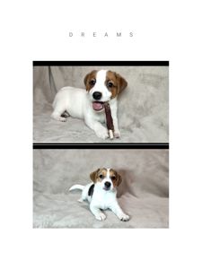 Чистокровні малята з родословною, документи ККУ WKU, Джек Рассел тер'єр 3 міс