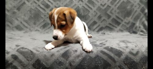 Чистокровні друзі з родословною, документи ККУ WKU, Джек Рассел тер'єр 3 міс