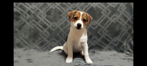 Чистокровні друзі з родословною, документи ККУ WKU, Джек Рассел тер'єр 3 міс