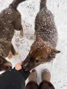 Віддам цуценяток у добрі руки