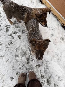 Віддам цуценяток у добрі руки