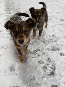 Віддам цуценяток у добрі руки