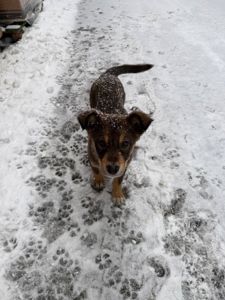 Віддам цуценяток у добрі руки